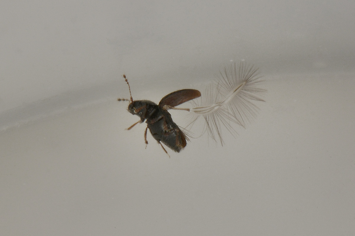 Ptiliidae: Ptenidium sp. (cf.)